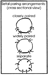 Setae Arrangments